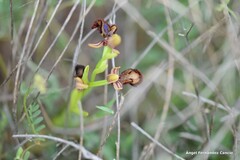 Ophrys speculum