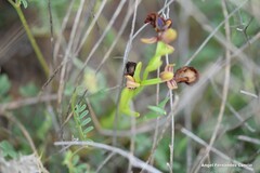 Ophrys speculum