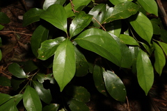 Endiandra discolor