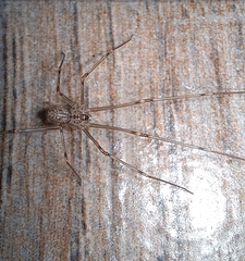 Physocyclus globosus