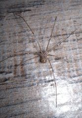 Physocyclus globosus