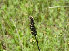 Bellardia trixago
