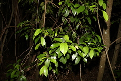 Endiandra discolor