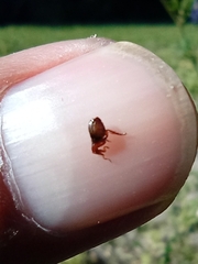 Ctenocephalides canis