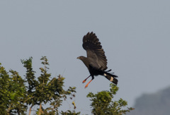 Geranospiza caerulescens