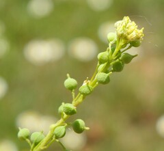 Neslia paniculata