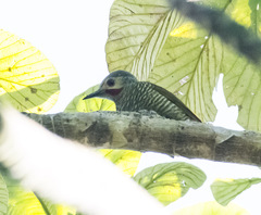 Colaptes auricularis