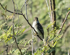 Empidonax albigularis