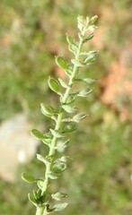 Alyssum simplex