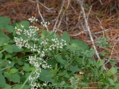 Eupatorium semiserratum