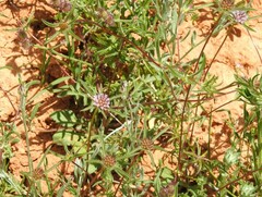 Lomelosia stellata