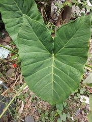 Xanthosoma