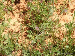 Lomelosia stellata