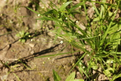 Androsace filiformis