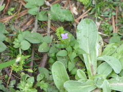Houstonia pusilla