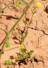 Ranunculus arvensis