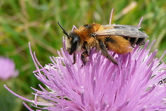 Dasypoda hirtipes