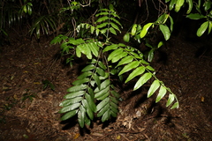 Dysoxylum rufum
