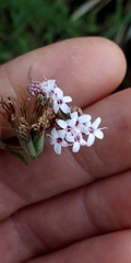 Stevia