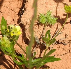 Ranunculus arvensis