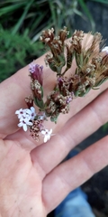 Stevia