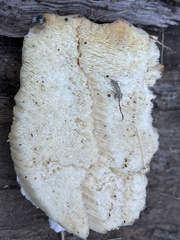 Polyporus tuberaster