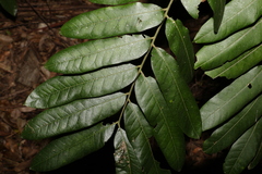 Dysoxylum rufum