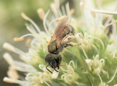 Halictus kessleri