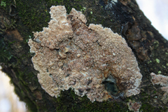 Phlebia rufa