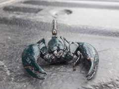 Heterometrus laoticus