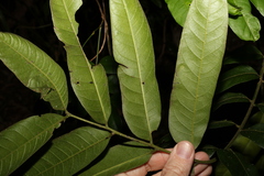Dysoxylum rufum