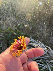 Gaillardia