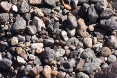 Novomessor albisetosus