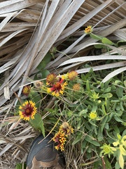 Gaillardia