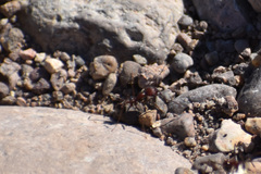 Novomessor albisetosus