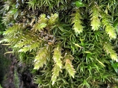 Hypnum cupressiforme