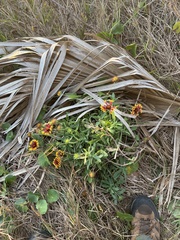 Gaillardia