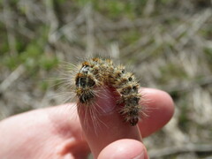 Paracles deserticola