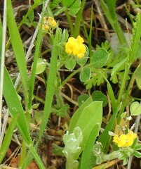 Medicago minima