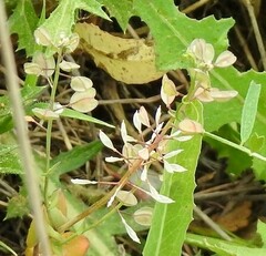 Noccaea perfoliata