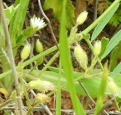 Cerastium brachypetalum