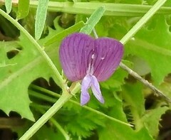 Vicia peregrina