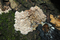 Phlebia rufa