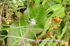 Psilothrix viridicoerulea