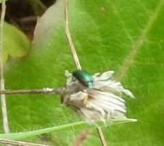 Psilothrix viridicoerulea