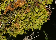 Phoradendron hawksworthii