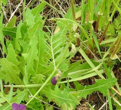Vicia peregrina