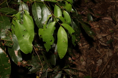 Cryptocarya glaucescens