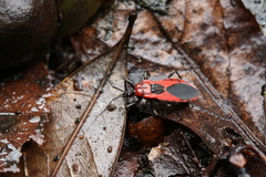 Haematoloecha nigrorufa