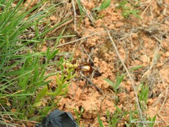 Ophrys speculum